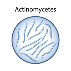 Bacteria Actinomycetes in magnifying glass. Microbiology. Vector illustration in flat style isolated over white background