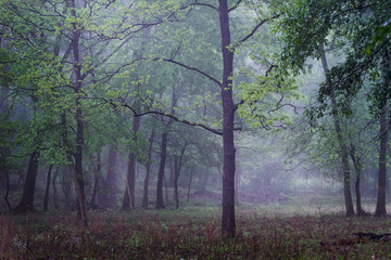 morning in the woods