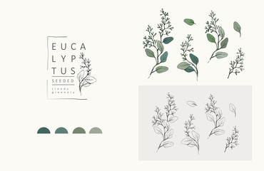 Seeded eucalyptus logo and branch. Hand drawn wedding herb, plant and monogram with elegant leaves for invitation save the date card design. Botanical rustic trendy greenery © merfin