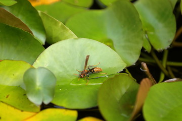 アシナガバチが水飲み