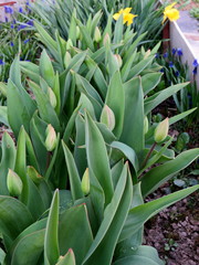 Plantation of tulips. April, tulip buds close-up