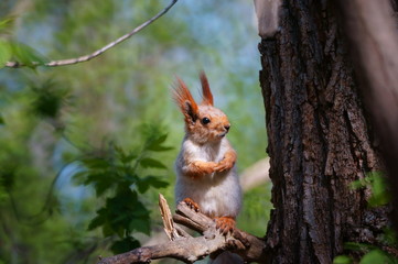 squirrel in the forest