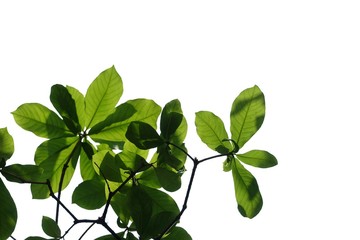 Tropical tree leaves with branches and sun light on white isolated background for green foliage backdrop 