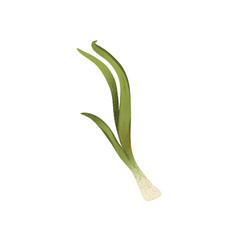 Sprig of green onion texture digital art. Print for cards, banners, posters, menus, restaurants, cuisine, fabrics, stickers.
