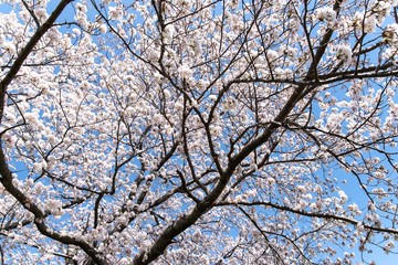 満開の桜