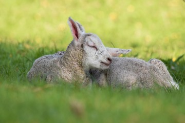 Cute little lamb on the meadow