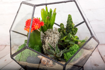 Glass florarium vase with succulent plants