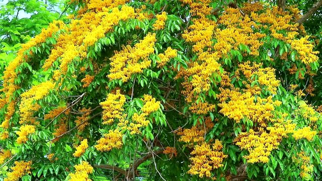 Burma padauk bouquet yellow flowers blooming in the garden