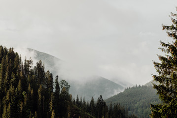 mountain slopes with dense coniferous forest covered with dense fog from rain clouds
