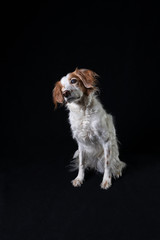 Indoor portrait of a brittany spaniel dog listening with a tilted head on a black background.