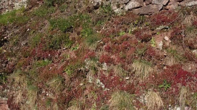 Moseltal bei Valwig, Weinberge, Wald, Brachen, Beobachtungsgebiet Apolloweg