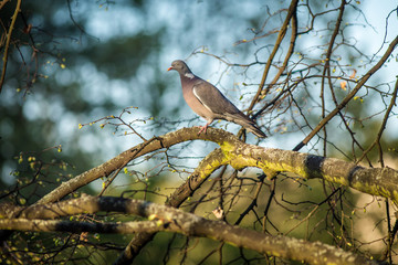 stock-dove pigeon in nature