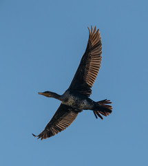 cormorant bird in flight from below on blue sky