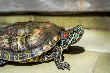 Valencia, Spain: 04.13.2020; The green turtle looking at somebody