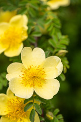 Spring flowers, nature background, close-up