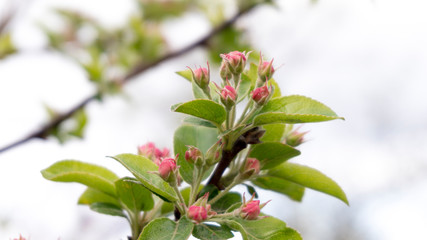 young blooming red apple tree