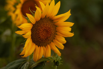 Obraz premium Sunflower field on the sunset in the summer time