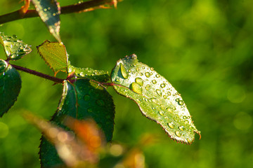 Water Droplets on Green Leaf