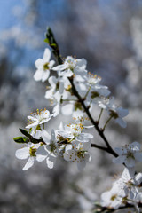 White spring sakura blossom