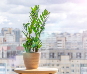 Green Zamioculcas plant on a wooden stand of a sunlit room, in the distance the urban background, many residential buildings.