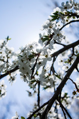 White spring sakura blossom