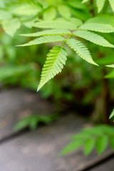 Green spring tree leaves, natural background