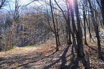 spring forest, where the trees are without foliage
