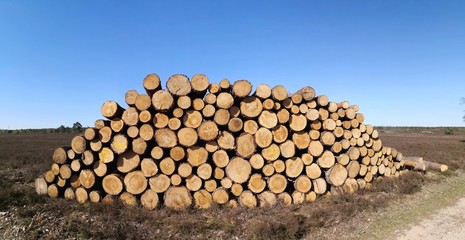 wood tree trunks cut and piled up in heap against blue sky, panoramic view