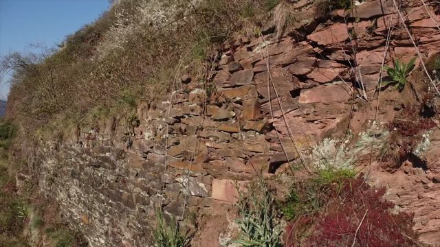 Moseltal bei Valwig,  Apolloweg im Fr&uuml;hling, Weinbau und Brachen