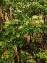 moss covered rocks