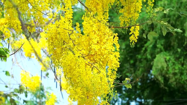 Golden shower or Cassia fistula bouquet yellow flowers blooming in garden