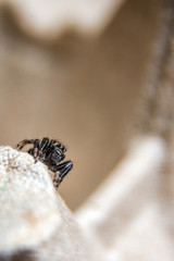 small hairy jumper spider with big eyes