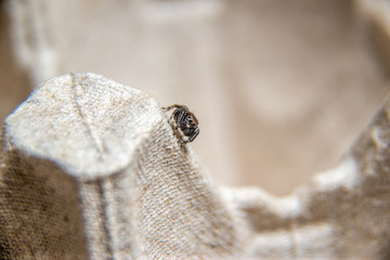 small hairy jumper spider with big eyes