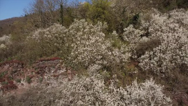 Moseltal bei Valwig,  Apolloweg im Fr&uuml;hling, Weinbau und Brachen