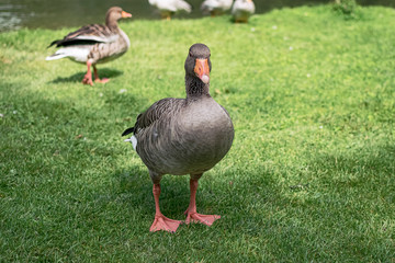 Portrait of a lonely duck looking at camera in the famous English Garden of the city. Photograph taken in Munich, Bavaria, Germany.