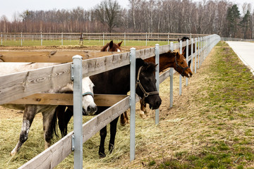Different equine coat color horses looking through the paddock fence. Herd on a paddock.