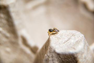 small hairy jumper spider with big eyes