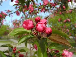 Purple blossom of ornamental apple tree Malus Prairie Fire. Spring flower wallpaper.