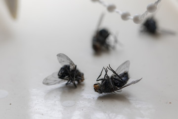 Dead house fly close-up. Insect killed by fly spray.