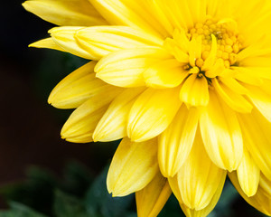 Image of a chrysanthemum or mums flower. It is a perennial flower which bloom through out the year in India.