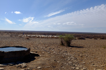 Sheep Farming Karoo heart of the Boesman Land South Africa