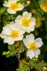 Spring flowers, nature background, close-up