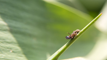 small hairy spider caught a bug