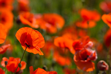 Obraz premium poppy field at back lit