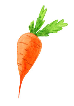  Children’s illustration orange carrots with green watercolor ponytail. Clipart vegetables on a white background.