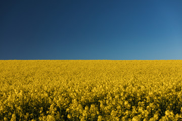 Obraz premium Rapsfeld am Horizont zum blauen, klaren Himmel