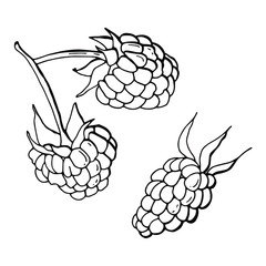 Black and white raspberry berries. Line art. White background, isolate. Stock Illustration.
