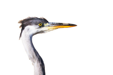 Portrait of a gray heron. White background.