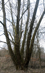 Naklejka premium beautiful forest and beautiful forest paths