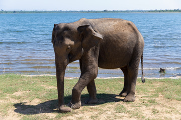 Fototapeta premium Close up of elephant eating in a Udawalawe National Park of Sri Lanka